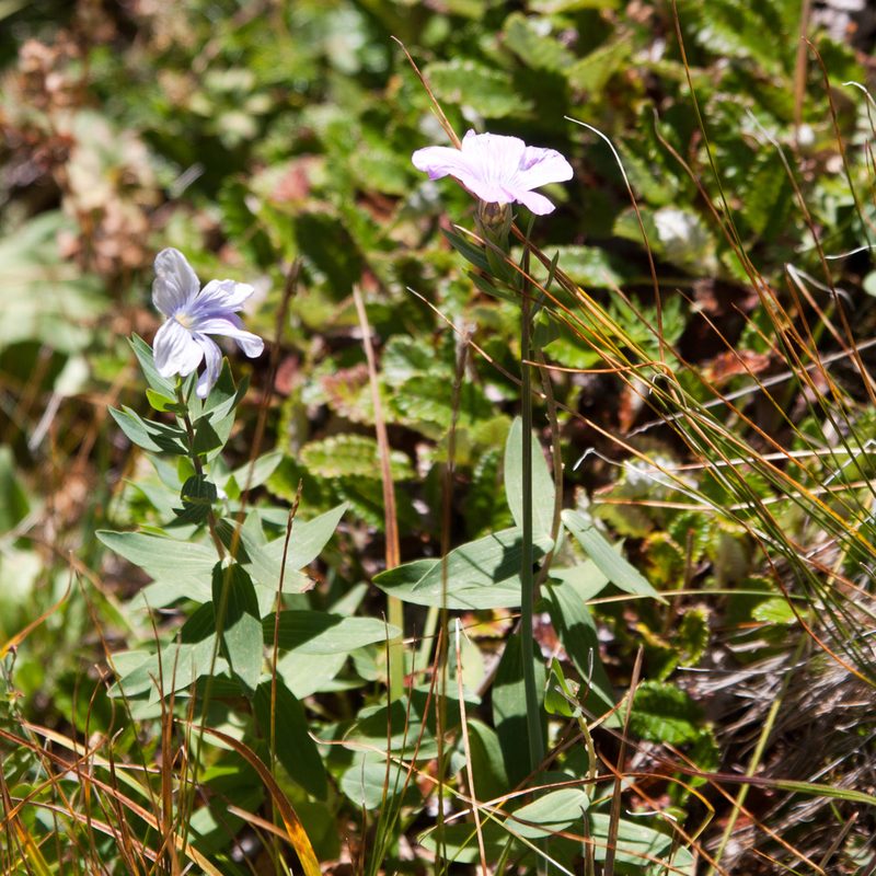 Linum hypericifolium, photographed by Екатерина Кропочева
