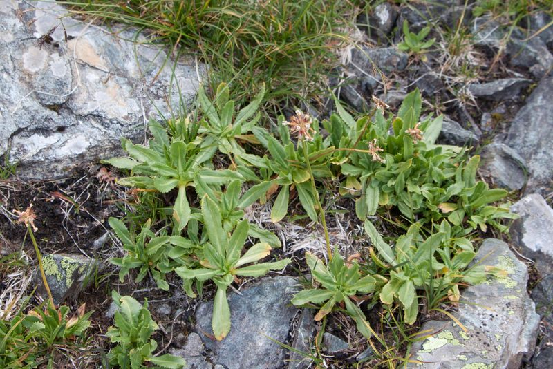 Primula auriculata, photographed by Екатерина Кропочева