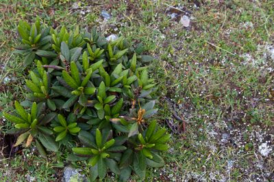 Rhododendron caucasicum, photographed by Екатерина Кропочева