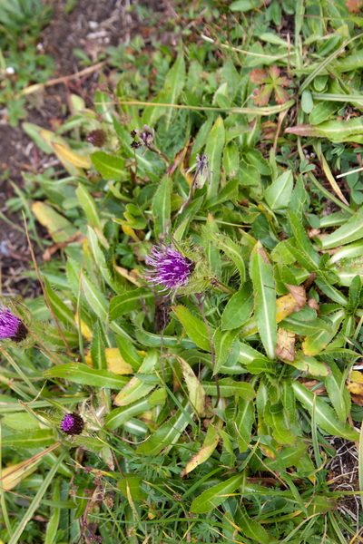 Cirsium simplex, photographed by Екатерина Кропочева