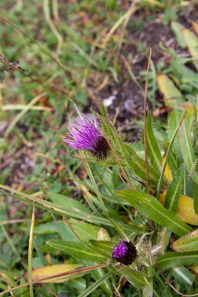 Cirsium simplex, photographed by Екатерина Кропочева