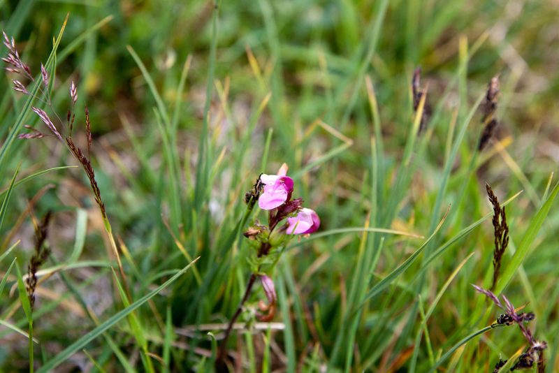 Pedicularis nordmanniana, photographed by Екатерина Кропочева