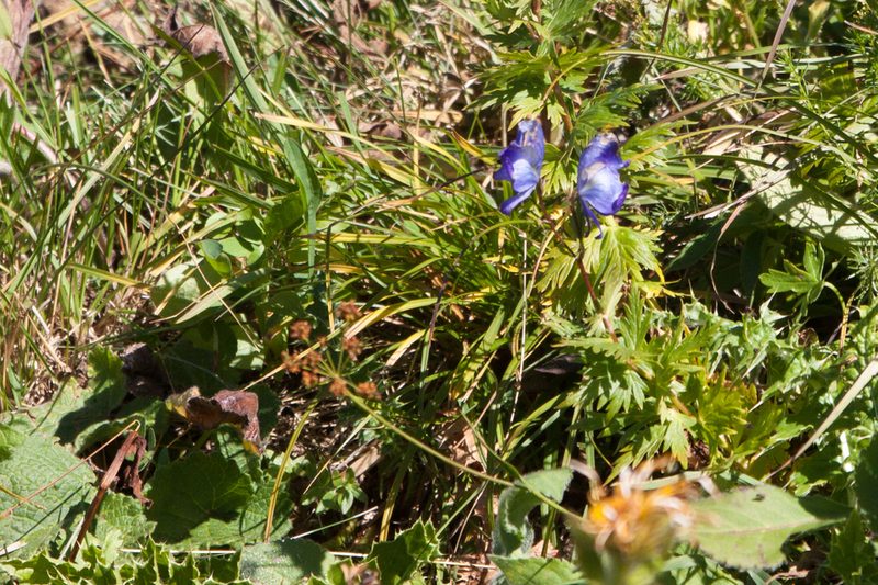 Aconitum nasutum, photographed by Екатерина Кропочева