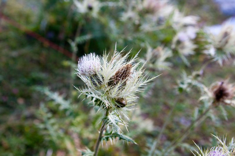 Cirsium obvallatum, photographed by Екатерина Кропочева