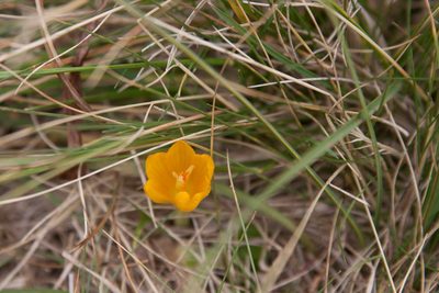 Crocus scharojanii, photographed by Екатерина Кропочева