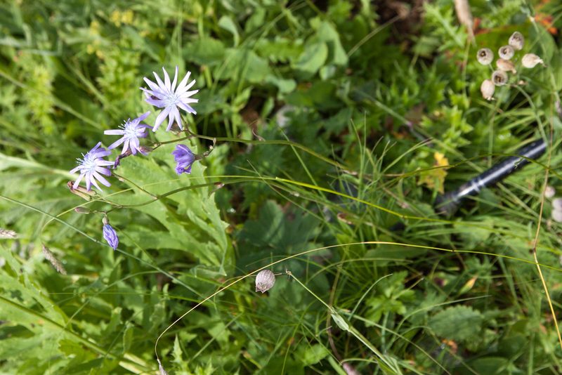 Lactuca racemosa, photographed by Екатерина Кропочева