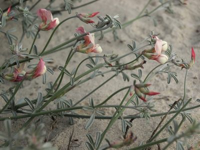 Acmispon niveus, photographed by Jim Morefield