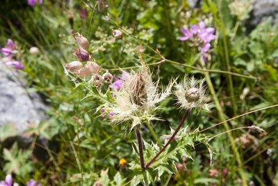 Cirsium obvallatum, photographed by Екатерина Кропочева