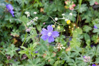 Geranium gymnocaulon, photographed by Екатерина Кропочева