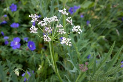Heracleum freynianum, photographed by Екатерина Кропочева