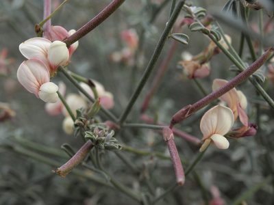 Acmispon niveus, photographed by Jim Morefield