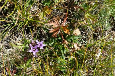 Gentianella biebersteinii, photographed by Екатерина Кропочева