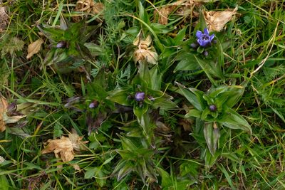 Gentiana septemfida, photographed by Екатерина Кропочева