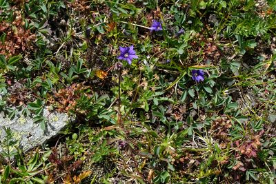 Gentiana dshimilensis, photographed by Екатерина Кропочева