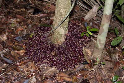 Baccaurea parviflora, photographed by dhfischer