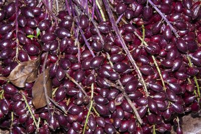 Baccaurea parviflora, photographed by dhfischer