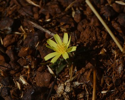 Launaea sarmentosa, photographed by S.MORE