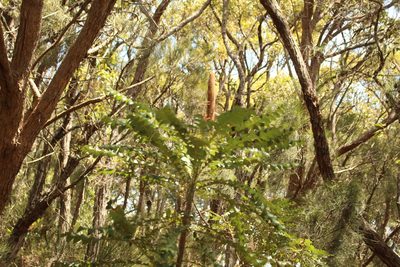 Banksia grandis, photographed by Em Lamond
