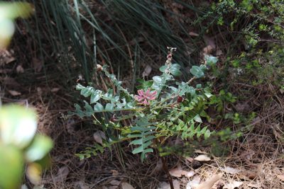 Banksia grandis, photographed by Em Lamond