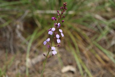 Stylidium amoenum, photographed by Em Lamond