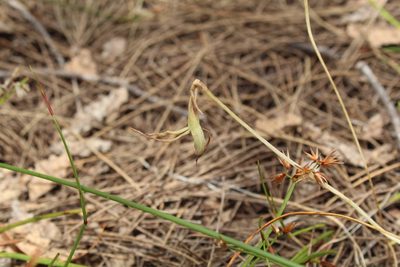 Lyperanthus serratus, photographed by Em Lamond
