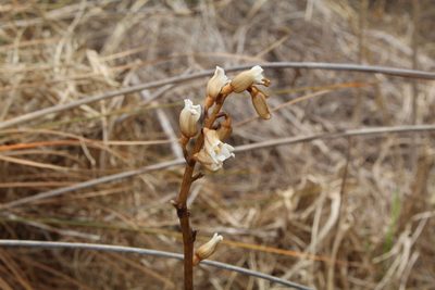 Gastrodia lacista, photographed by Em Lamond