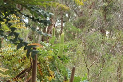 Banksia grandis, photographed by Em Lamond