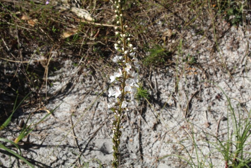 Stylidium diversifolium, photographed by Em Lamond
