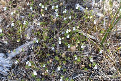 Stylidium repens, photographed by Em Lamond