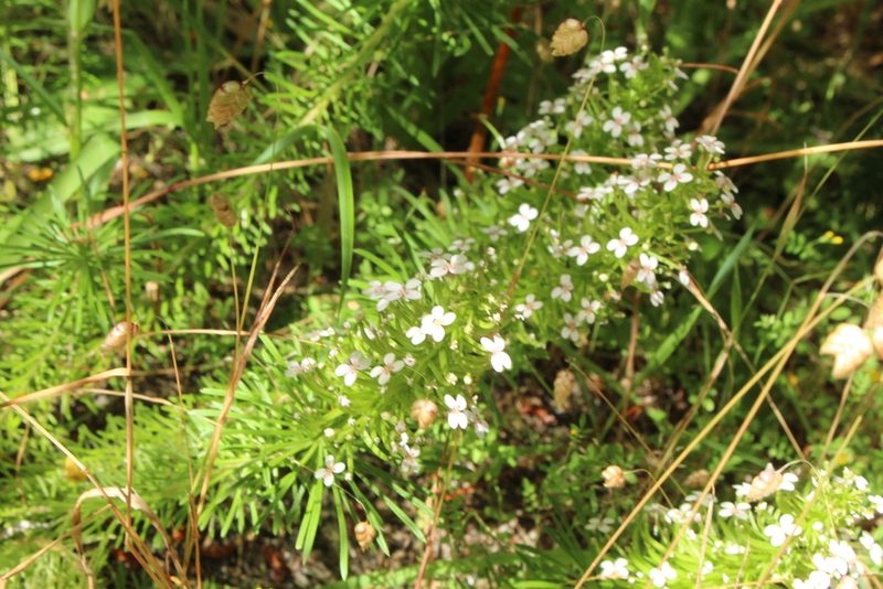 Stylidium adnatum, photographed by Em Lamond