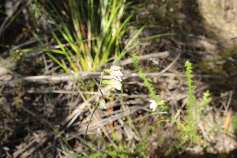 Thelymitra cucullata, photographed by Em Lamond