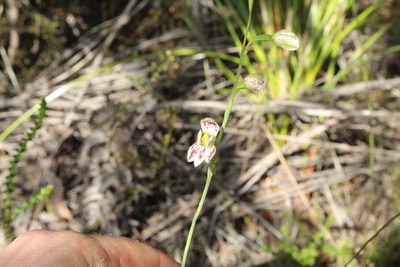Thelymitra cucullata, photographed by Em Lamond