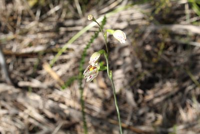 Thelymitra cucullata, photographed by Em Lamond