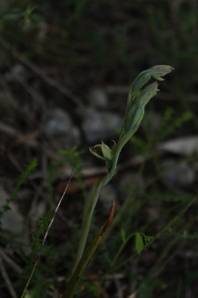 Calochilus uliginosus, photographed by Em Lamond