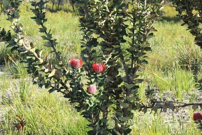 Banksia coccinea, photographed by Em Lamond