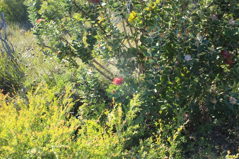 Banksia coccinea, photographed by Em Lamond