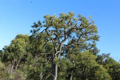 Nuytsia floribunda, photographed by Em Lamond
