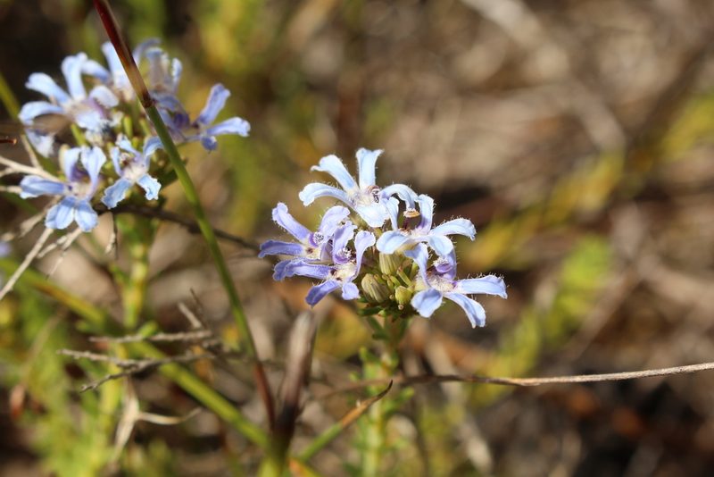 Leschenaultia expansa, photographed by Em Lamond