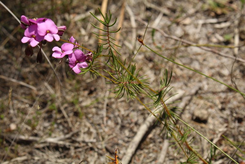 Gompholobium venustum, photographed by Em Lamond
