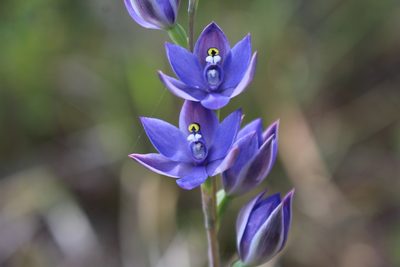 Thelymitra paludosa, photographed by Em Lamond