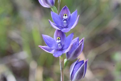 Thelymitra paludosa, photographed by Em Lamond