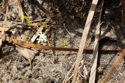 Stylidium guttatum, photographed by Em Lamond
