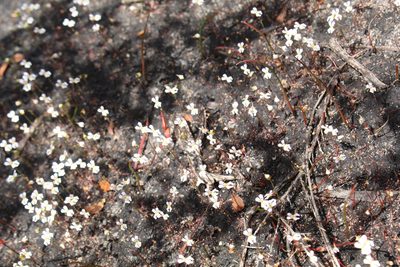 Stylidium calcaratum, photographed by Em Lamond