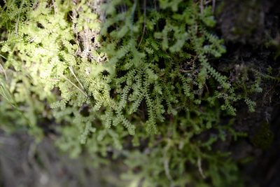 Selaginella helvetica, photographed by antrum