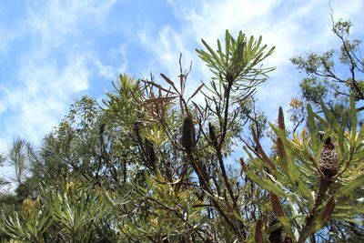 Banksia attenuata, photographed by Em Lamond