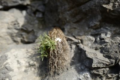 Moehringia bavarica, photographed by antrum
