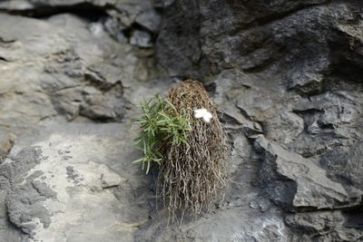 Moehringia bavarica, photographed by antrum