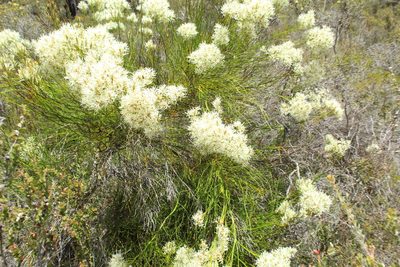 Conospermum teretifolium, photographed by Em Lamond