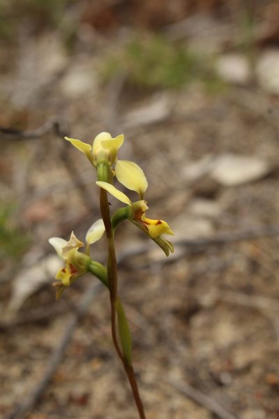 Diuris setacea, photographed by Em Lamond