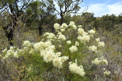 Conospermum teretifolium, photographed by Em Lamond